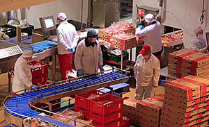 Food Handling Safety