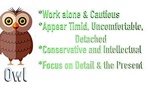 Owl Personality Type In 1 Minute